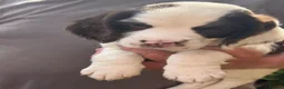 English Springer Spaniel dogs for sale: Springer Spaniel Puppies - Advert 8