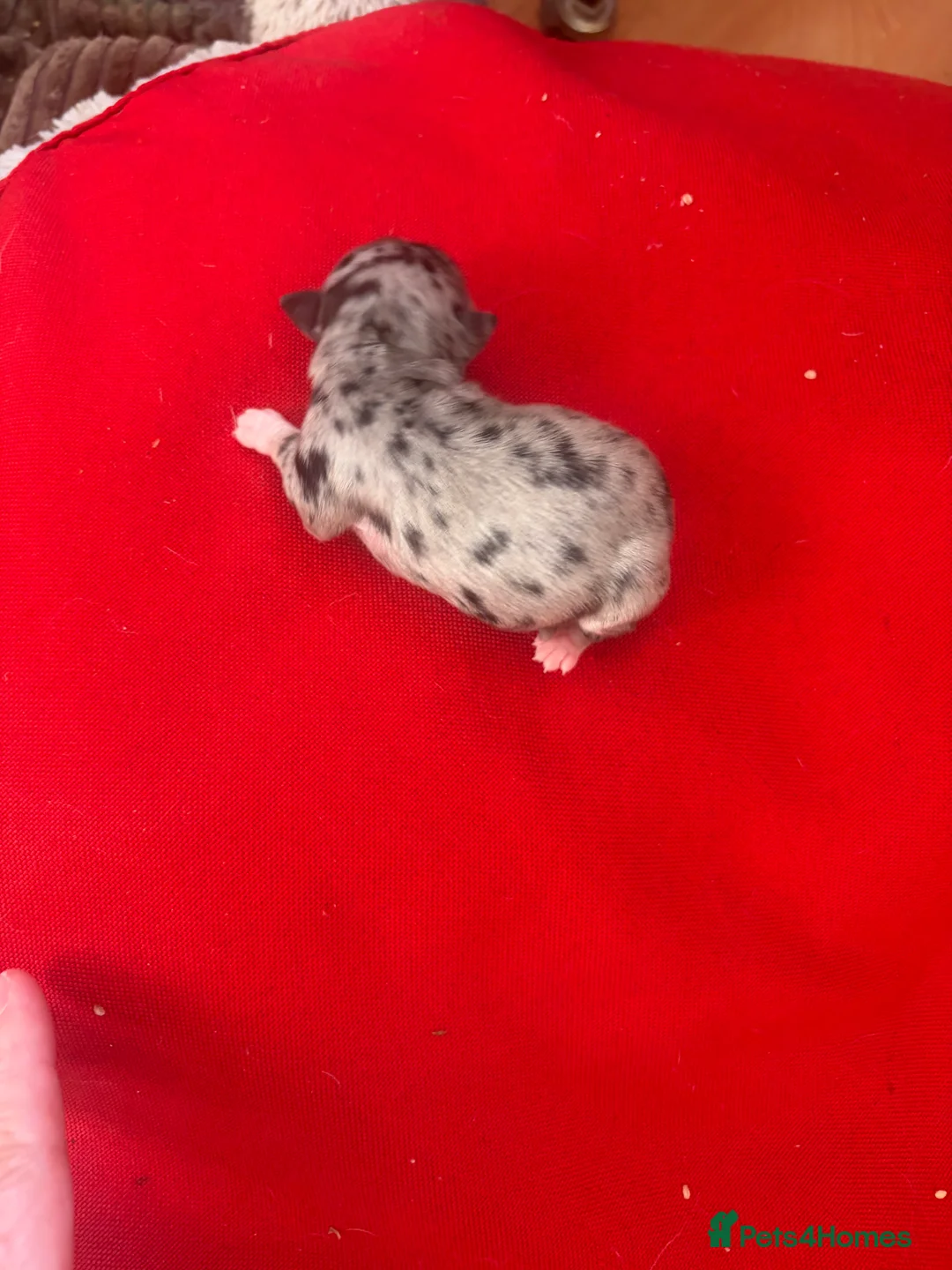 Chihuahua dogs for sale:  Beautiful Rare  Long coated chihuahua puppies  - Advert 14