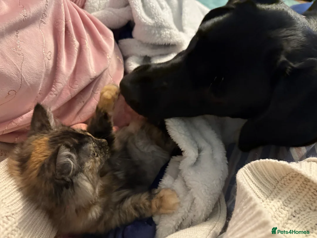 Kurilian Bobtail cats for sale: Kitten to rehome - Advert 2