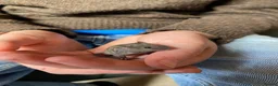 Mouse rodents for sale: Baby mice  - Advert 4