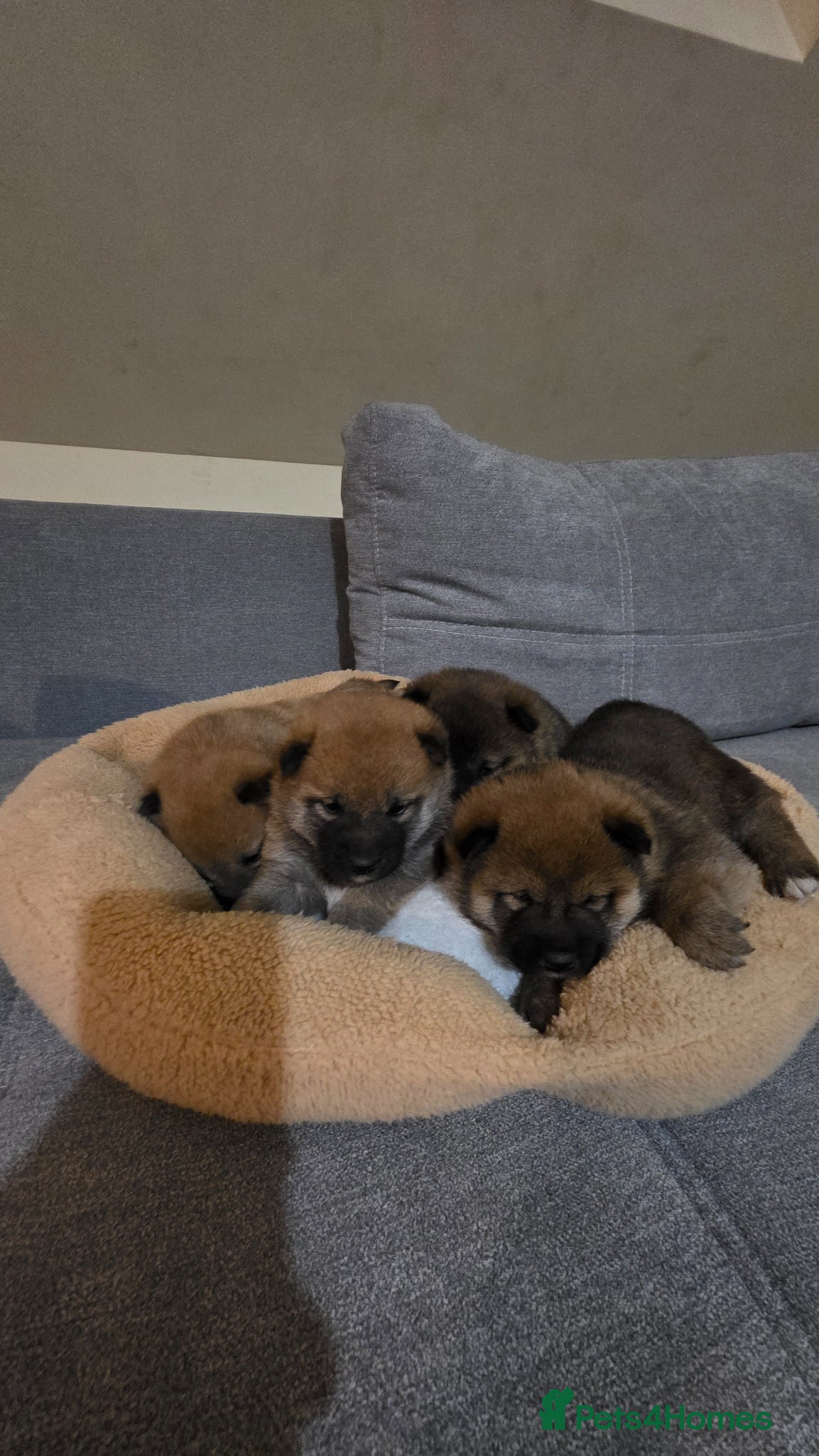 Japanese Shiba Inu dogs Shiba Inu  - Advert 2