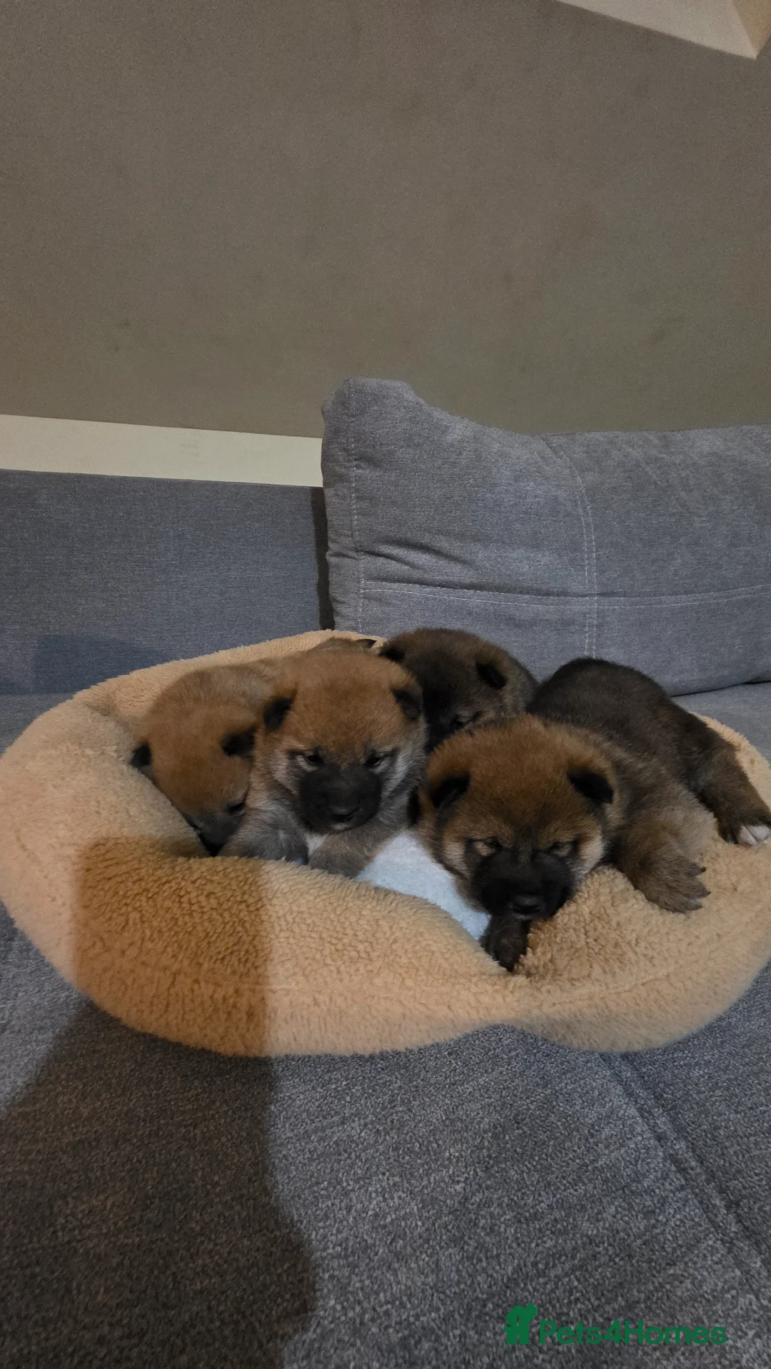 Japanese Shiba Inu dogs for sale: Shiba Inu  - Advert 2