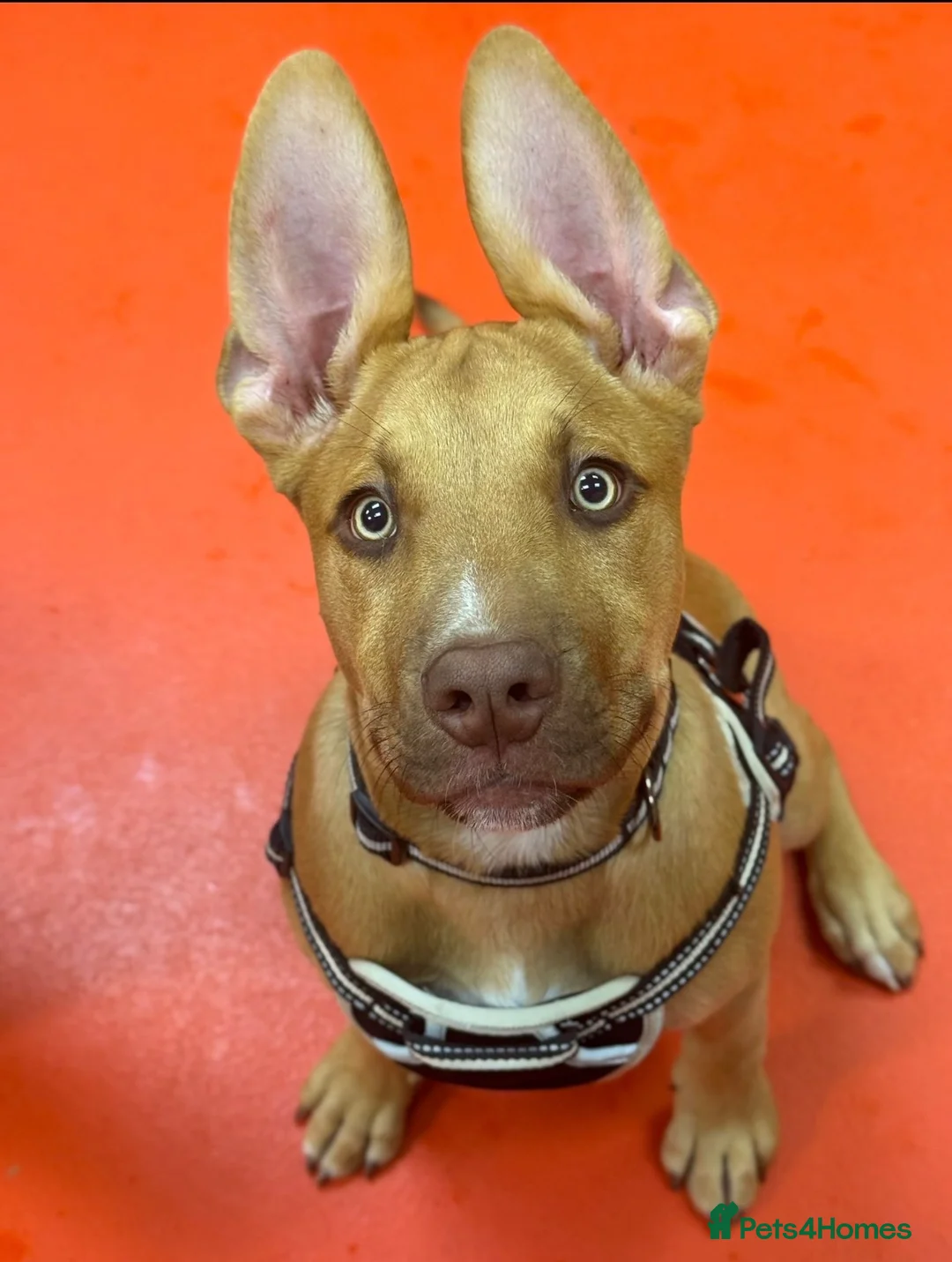 Mixed Breed dogs for sale: Skyla - Advert 3