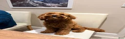 Cavapoo dogs for stud: Cavapoo male for stud only  in Hinckley - Advert 3