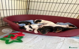 Jack Russell dogs for sale: Jack Russell puppies  - Image 8