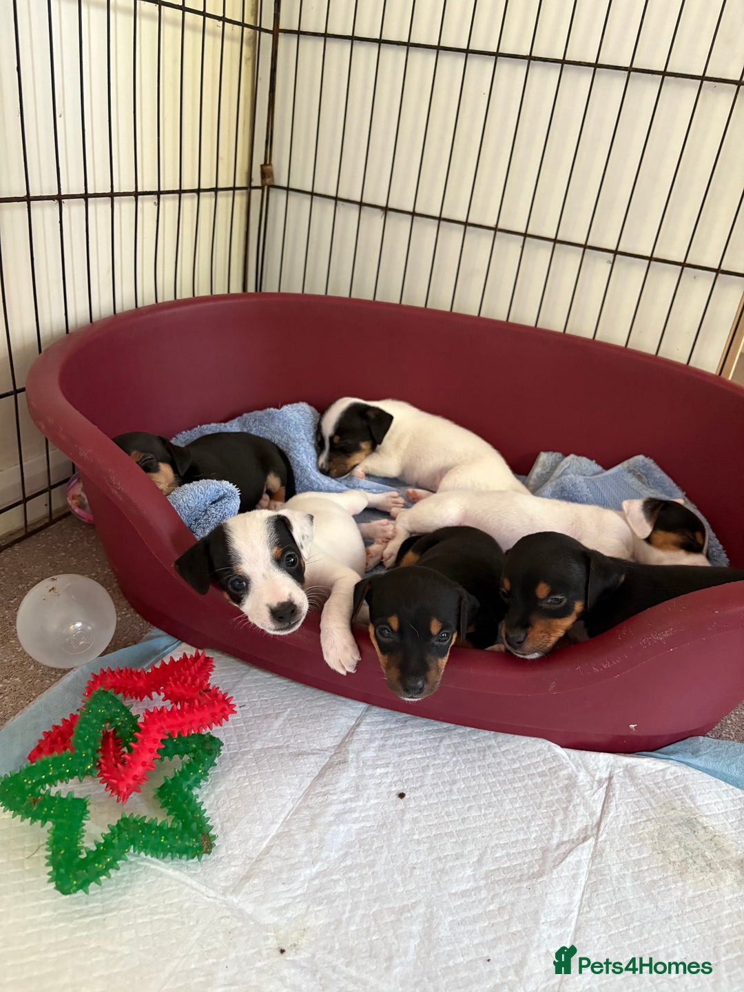 Jack Russell dogs for sale: Jack Russell puppies  - Image 8
