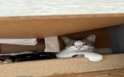Mixed Breed cats for sale: Kittens  - Image 6