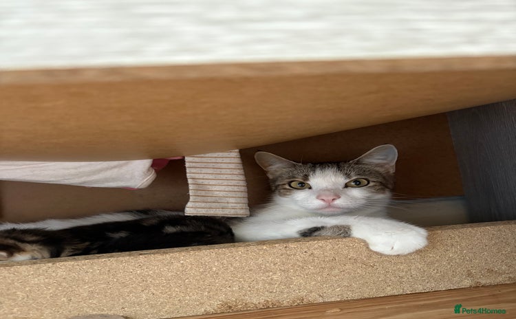 Mixed Breed cats - Advert 15