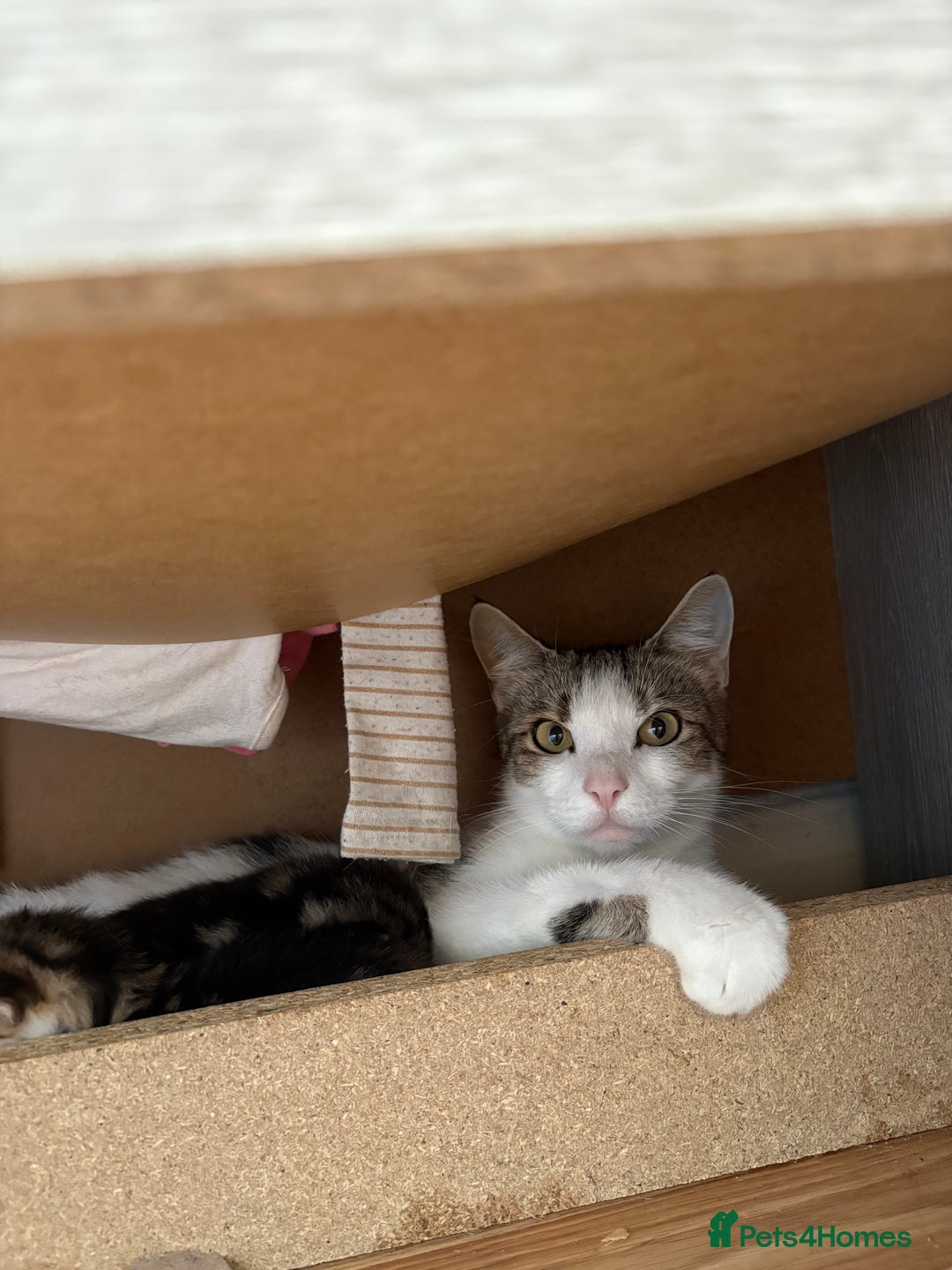 Mixed Breed cats for sale: Kittens  - Image 6