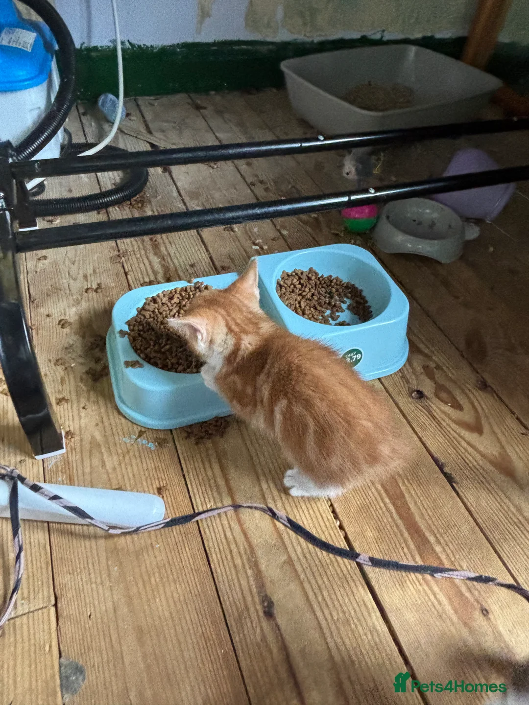 British Shorthair cats for sale: Only boy left  - Advert 8