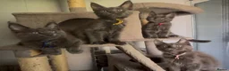 Maine Coon cats for sale: Stunning GCCF Russian Blue Maine Coons - Advert 16