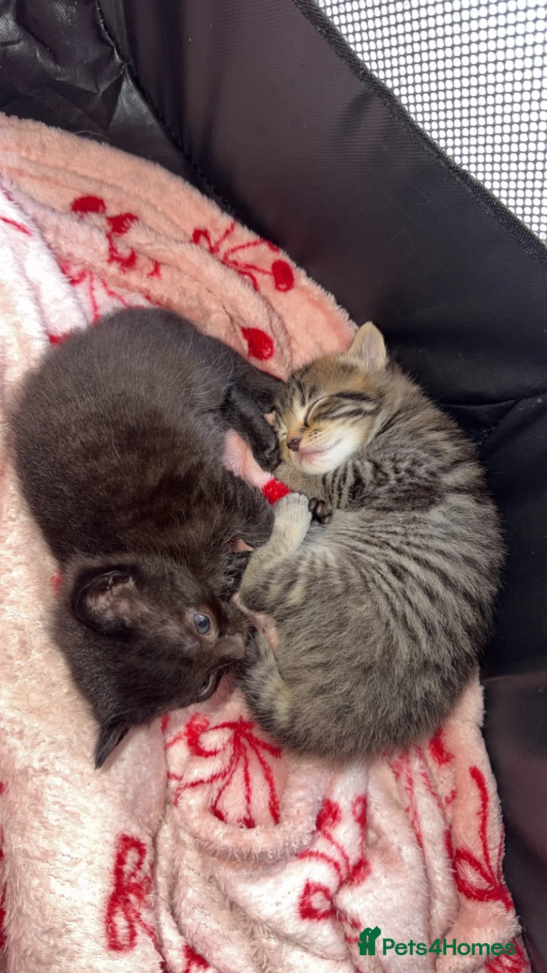 Mixed Breed cats for sale: Adorable kittens looking for their forever home  in Manchester - Advert 2