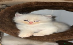 Ragdoll cats for stud: TICA RAGDOLL STUD CAT FOR SALE GRAND EUR CHAMP BL! - Image 12