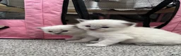 Ragdoll cats for sale: Pure blue point ragdolls  - Advert 17