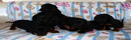 Mixed Breed dogs for sale: I have 6 beautiful Docker spaniels for sale - Advert 5