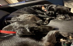 Labrador Retriever dogs for adoption: Pixie - Badersfield Norfolk  - Image 18