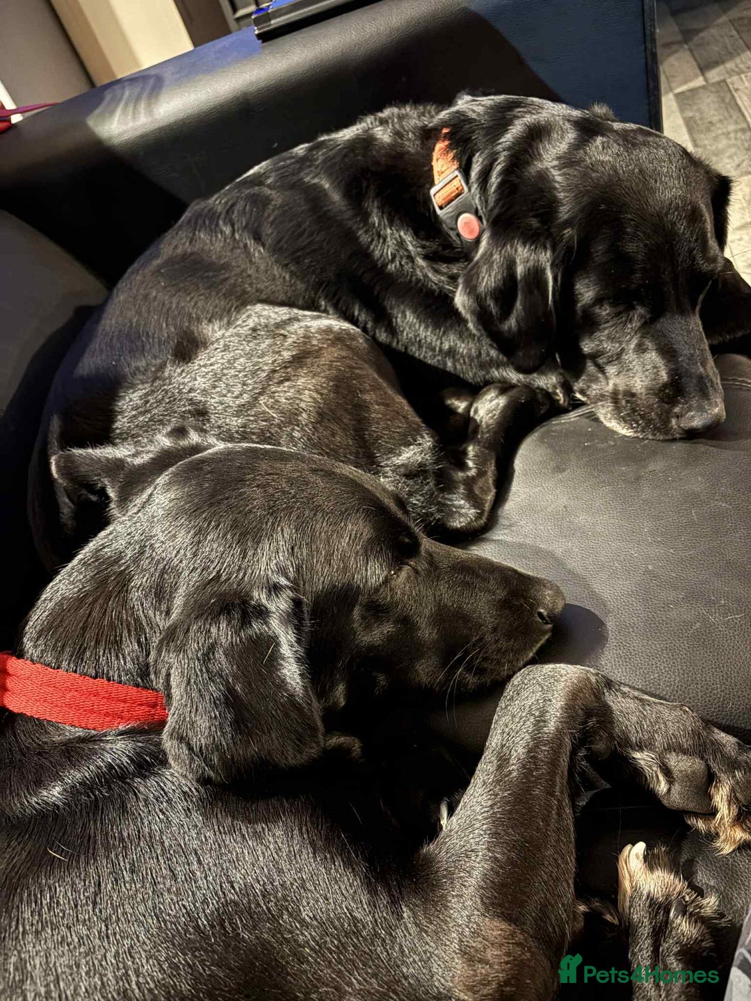 Labrador Retriever dogs for adoption: Pixie - Badersfield Norfolk  - Image 18