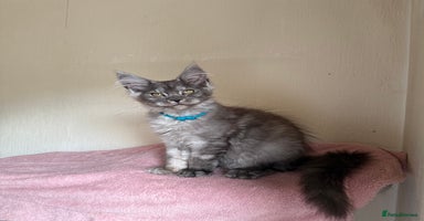 Maine Coon cats - Advert 15