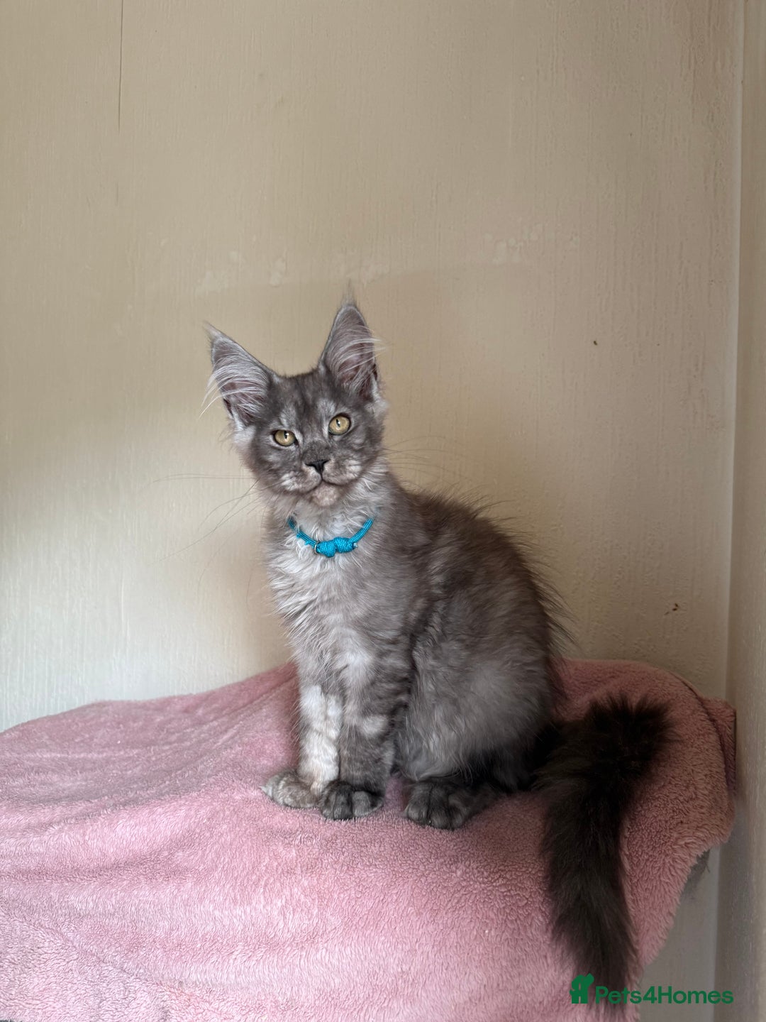 Maine Coon cats for sale: Pedigree GCCF Russian Import line Maine Coons - Image 2