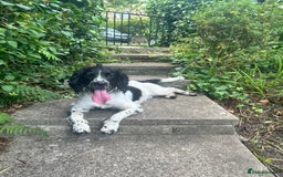 Sprocker dogs for sale: Boy Sprocker Spaniel Needing New Home - Image 2