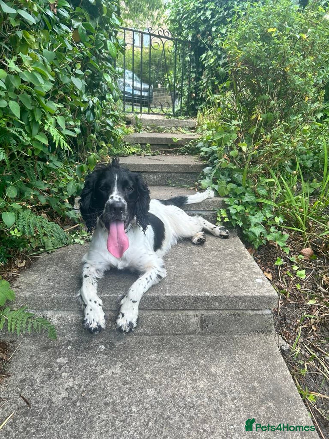 Sprocker dogs for sale: Boy Sprocker Spaniel Needing New Home - Image 2