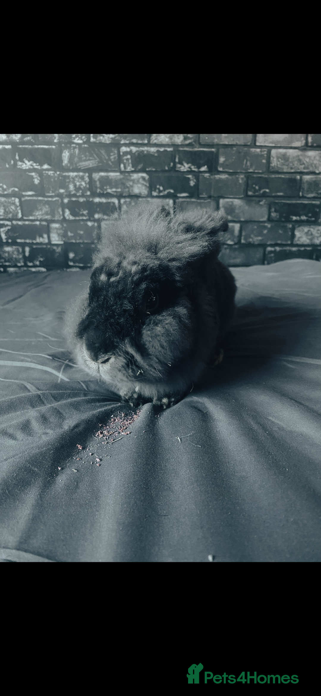Lionhead rabbits for sale: 1 female , 1 male - 3 Year old lion head bunnies - Advert 3
