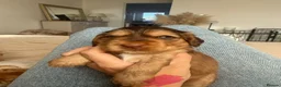 Cocker Spaniel dogs for sale: 1 Girl left 🩷 KC Reg Show Cocker Spaniel Puppies  - Advert 9