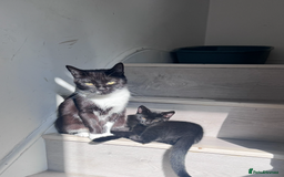 Domestic Shorthair cats for sale: One Black Male Kitten Available Now - Image 3