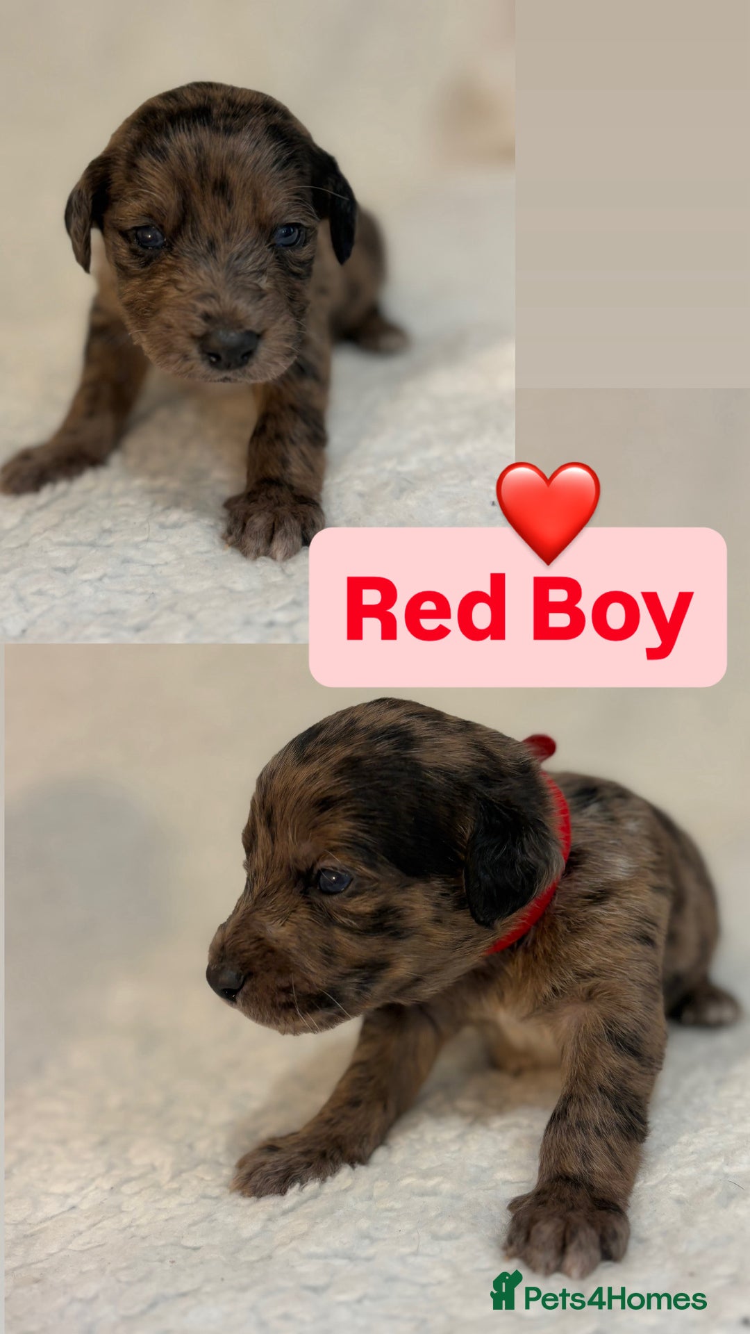 Mixed Breed dogs for sale: Poodle mixed puppies for sale! - Advert 4