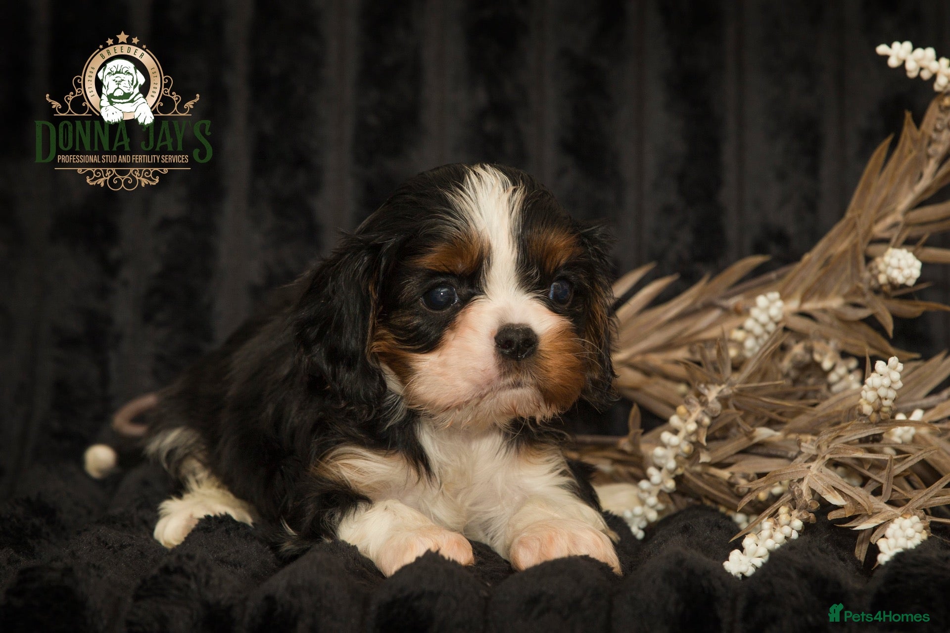 Cavalier King Charles Spaniel dogs ✨ EXCEPTIONAL CAVALIERS BY DONNA JAY ✨ - Advert 1