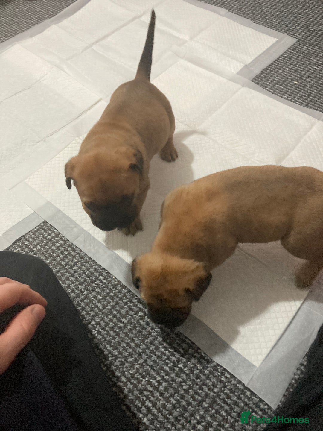 Bullmastiff dogs for sale: Bullmastiff puppies for sale - Advert 14