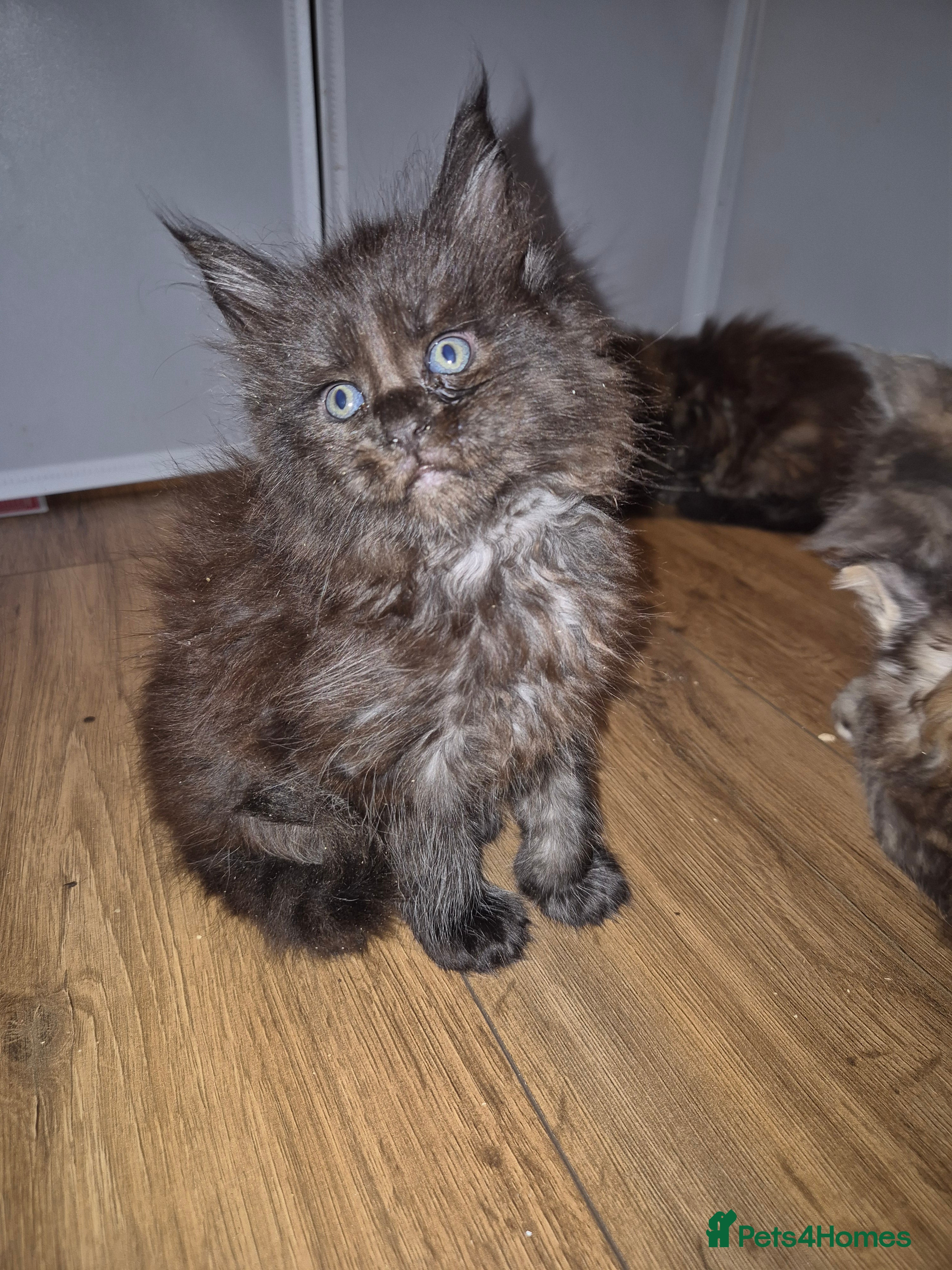 Maine Coon cats Russian /xxl maine coon - Advert 8