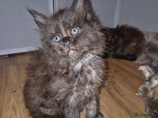 Maine Coon cats Russian /xxl maine coon - Advert 6