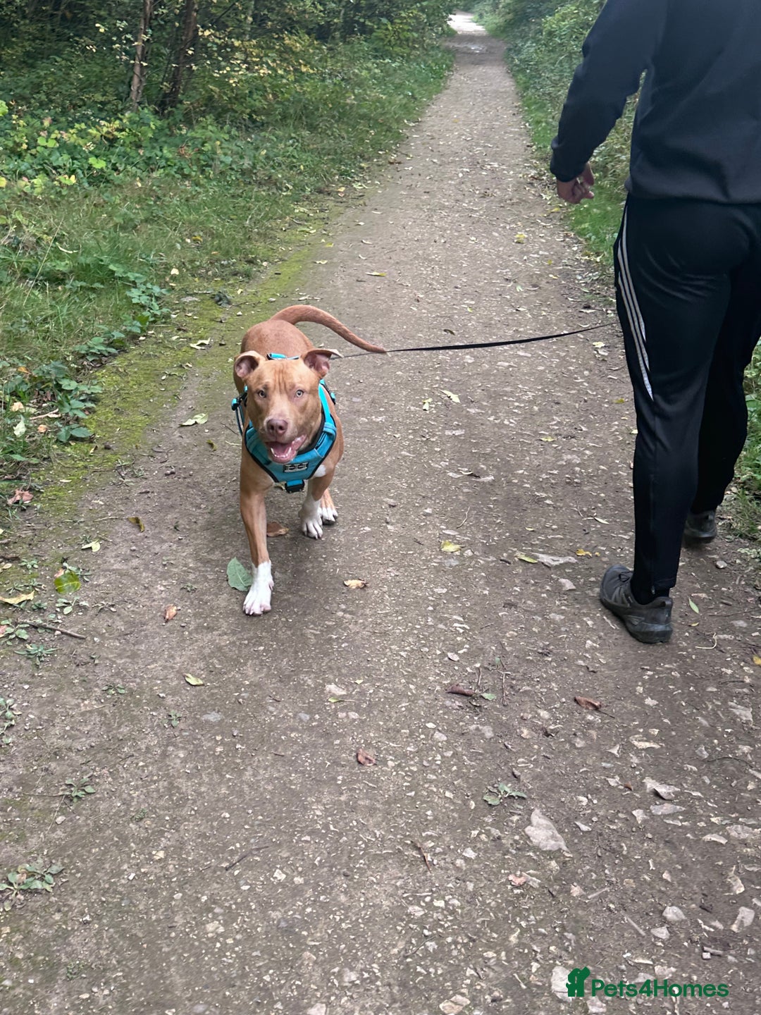 Mixed Breed dogs for sale: Staffy mix bull - Image 2