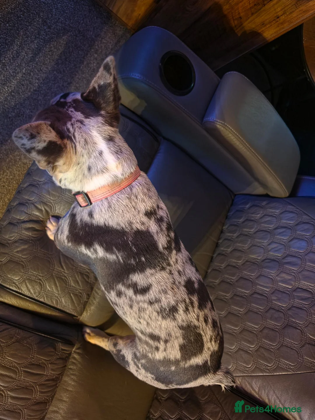French Bulldog dogs for sale: Merle french bulldog - Advert 2
