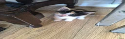 Mixed Breed cats for sale: For sale - Advert 1