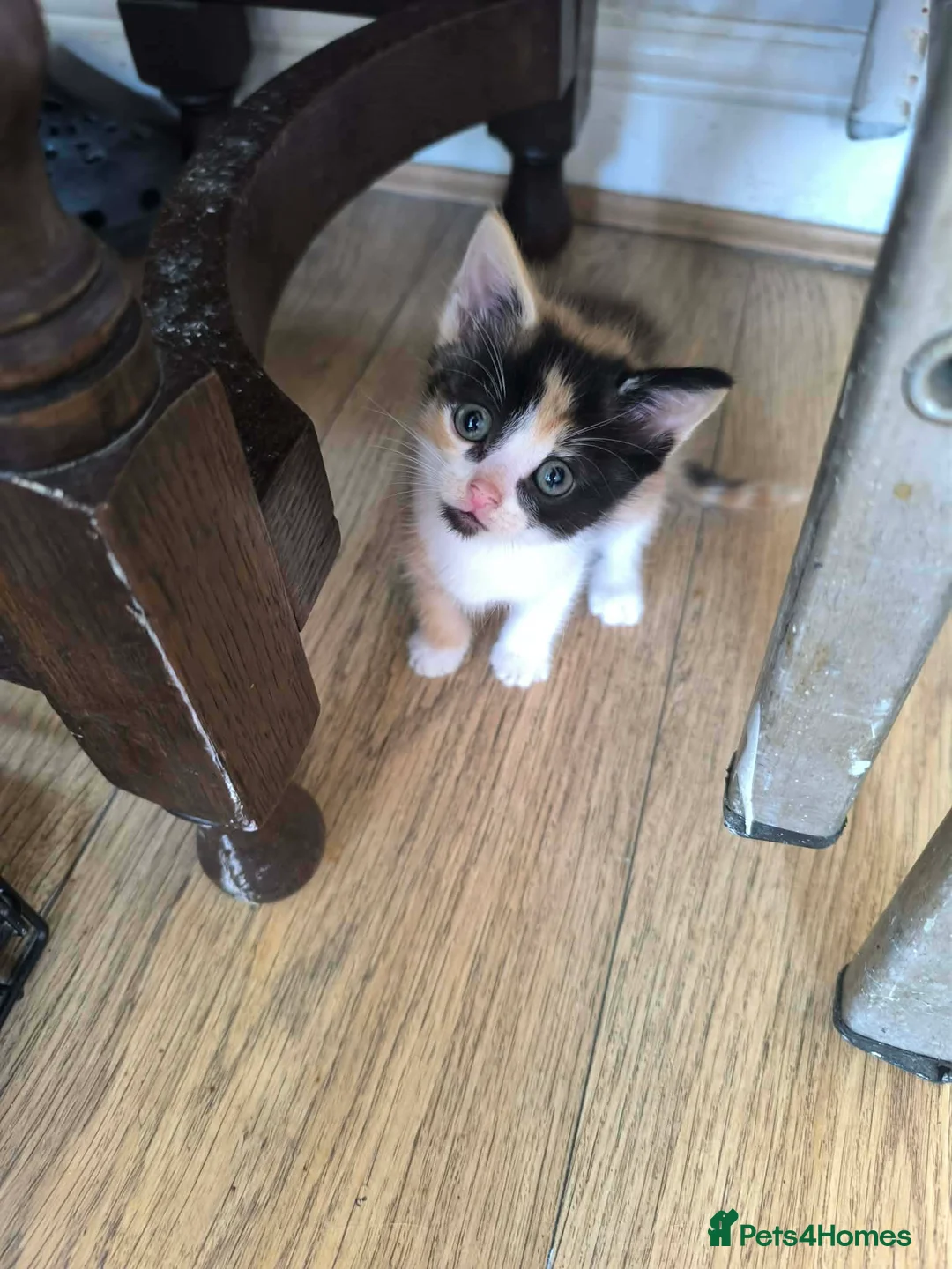 Mixed Breed cats for sale: For sale - Advert 1