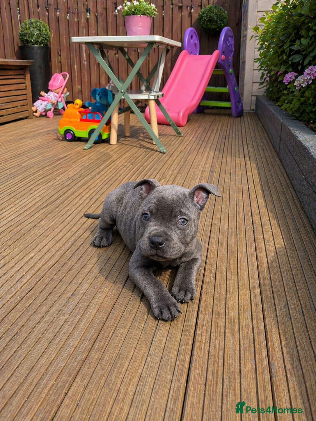 Staffordshire Bull Terrier dogs KC blue Staffy pup - Advert 2
