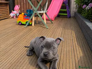 Staffordshire Bull Terrier dogs KC blue Staffy pup - Advert 2