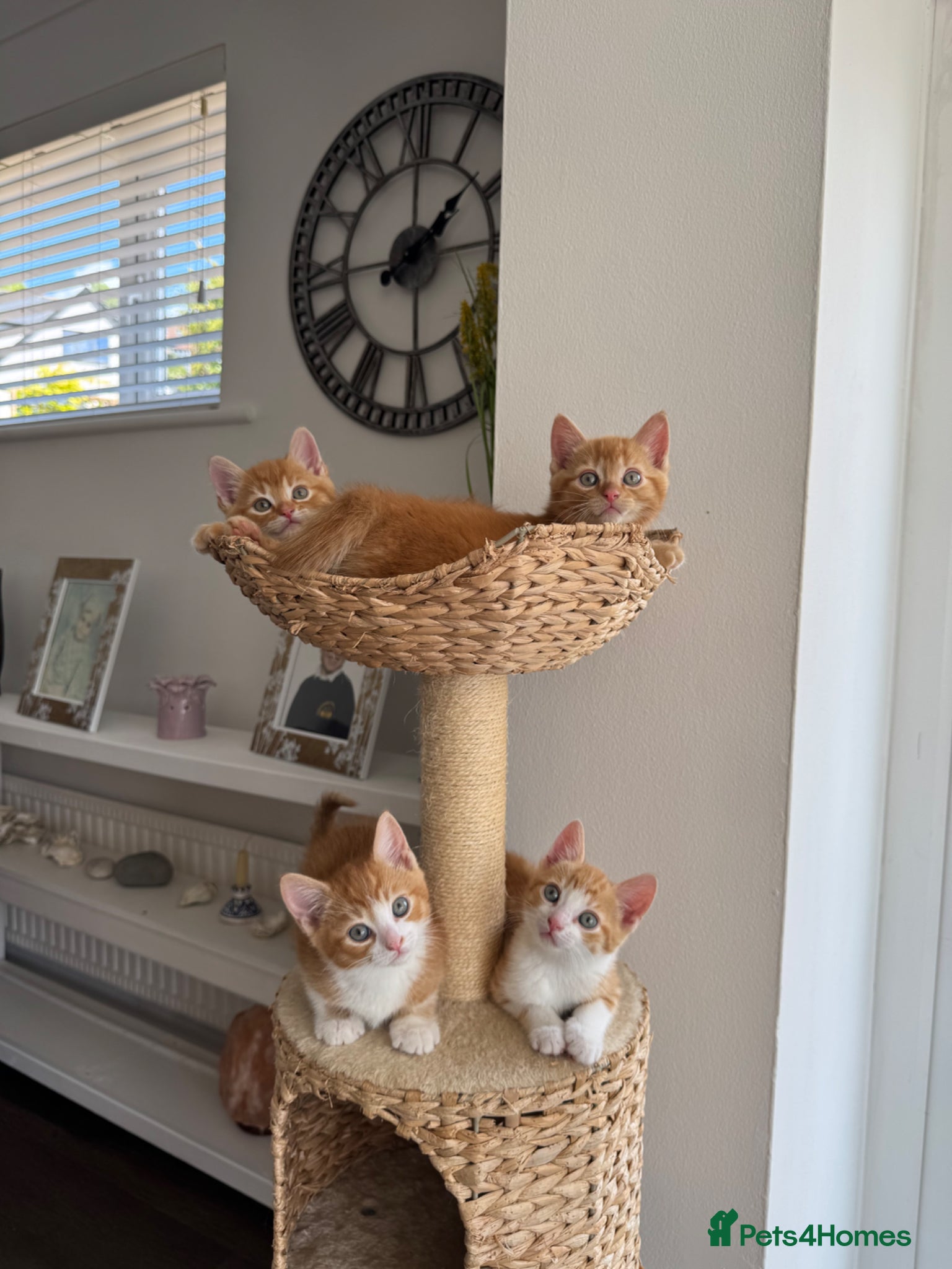 Domestic Shorthair cats 4 Sweet Boys for Sale  - Advert 1