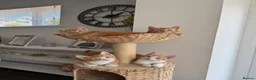 Domestic Shorthair cats for sale: 4 Sweet Boys for Sale  in Marlow - Advert 1