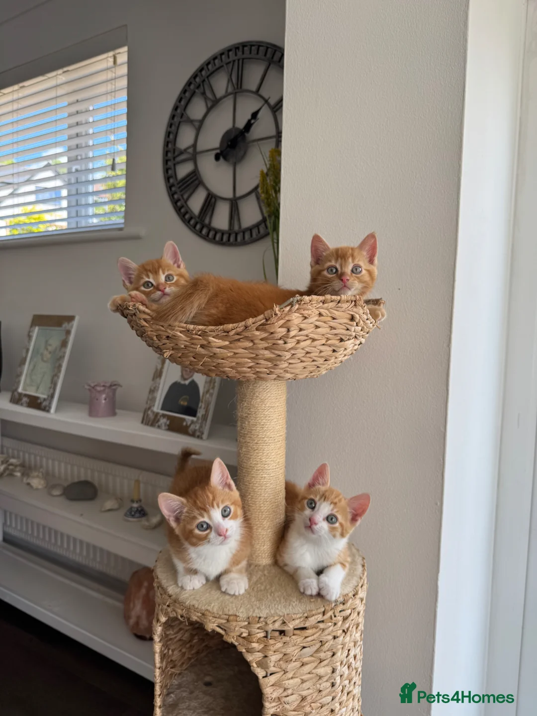 Domestic Shorthair cats for sale: 4 Sweet Boys for Sale  in Marlow - Advert 1