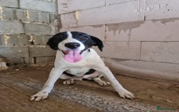 Mixed Breed dogs for adoption: NALA, a Lovely Girl - for a Loving Home - Image 14