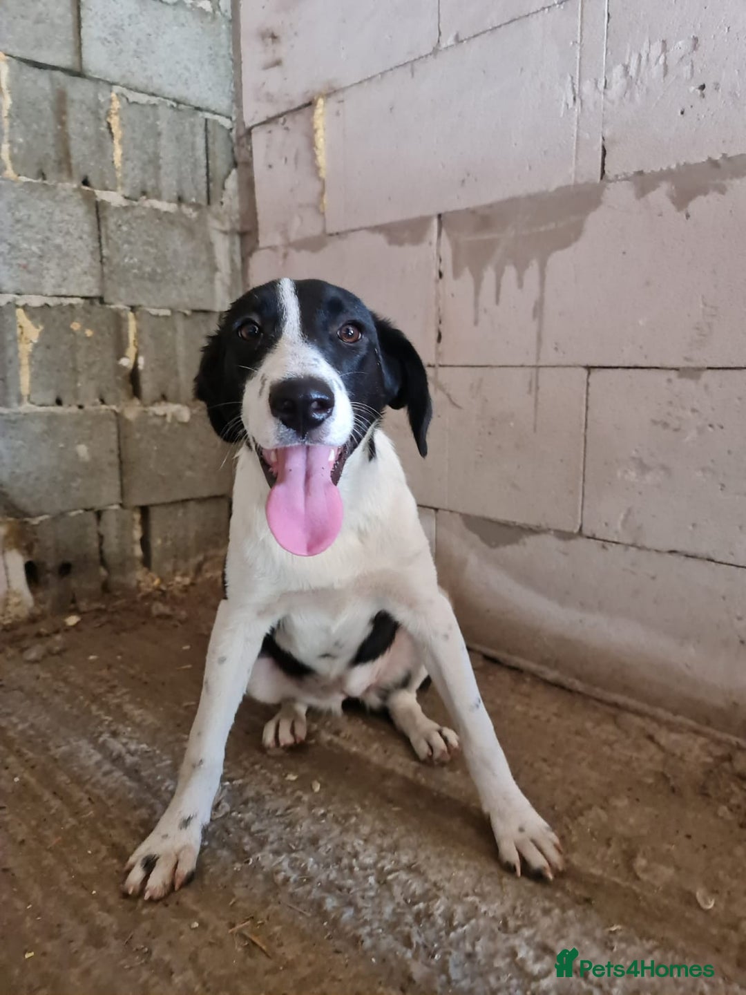 Mixed Breed dogs for adoption: NALA, a Lovely Girl - for a Loving Home - Image 14