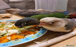 Conures birds for sale: Handreared conures - Image 9