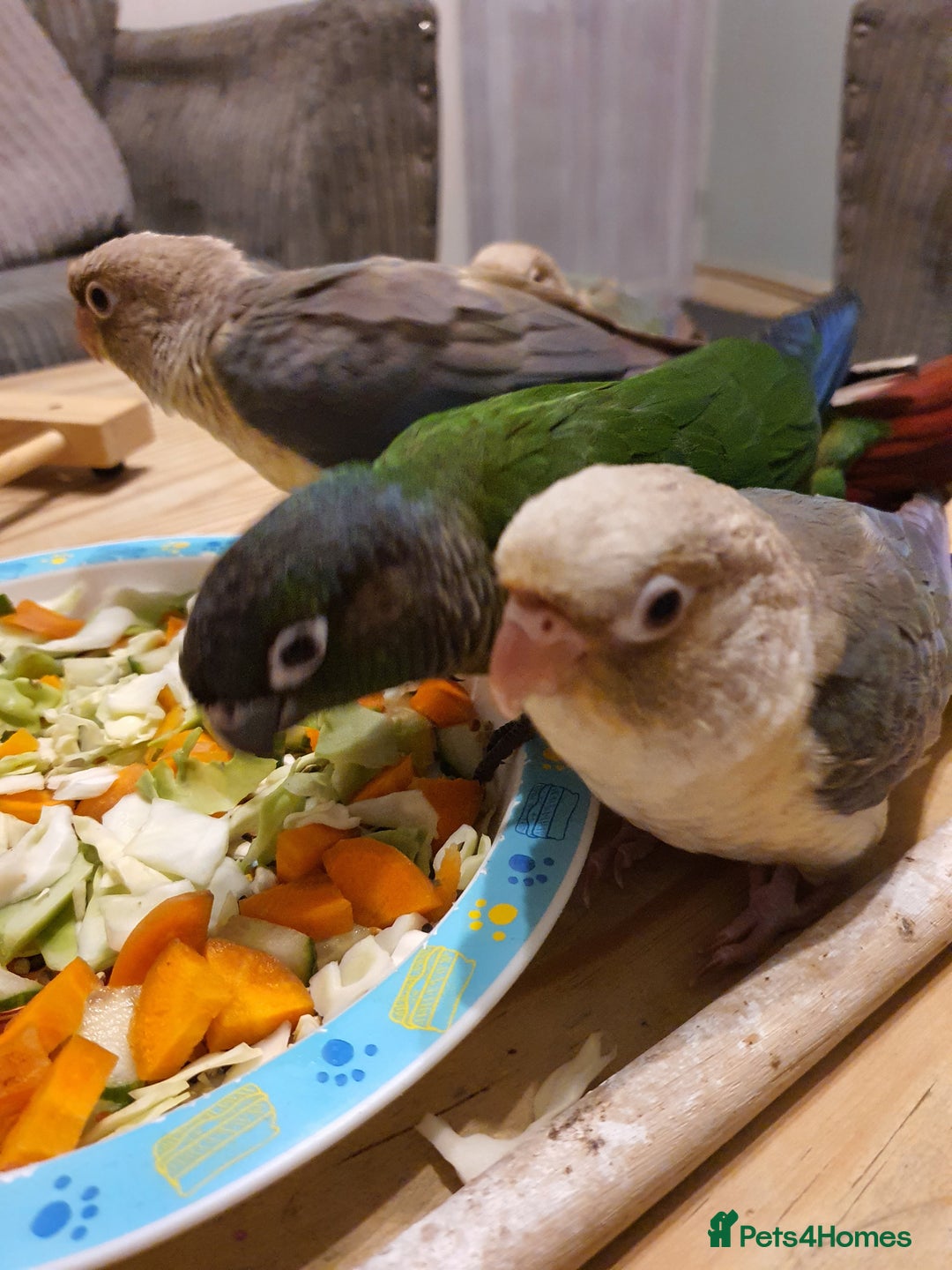 Conures birds for sale: Handreared conures - Image 9