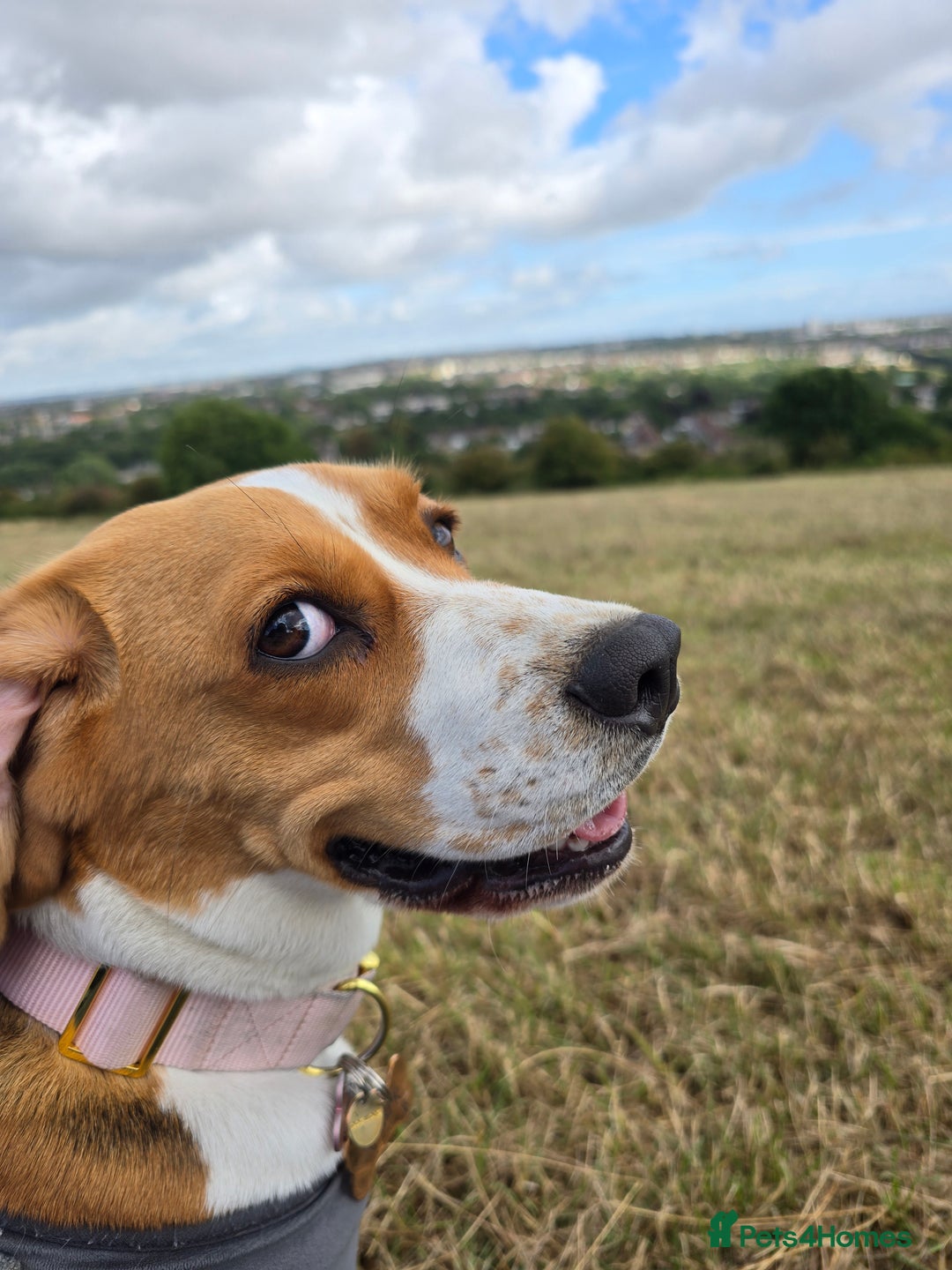 Beagle dogs for sale: Amber - Image 6