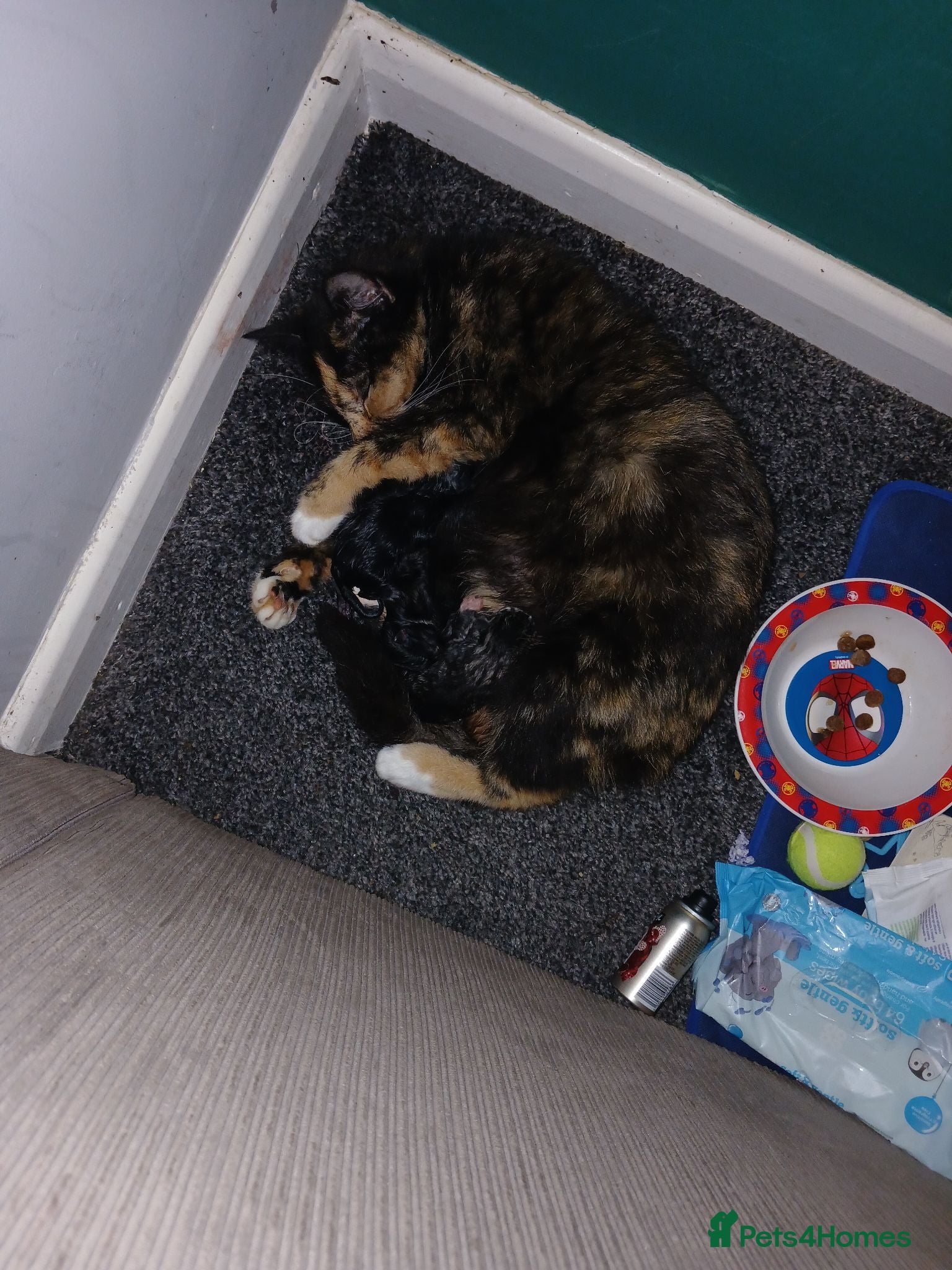 Mixed Breed cats Black female kitten fluffy  - Advert 2