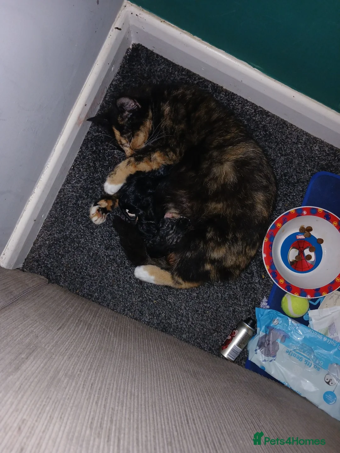 Mixed Breed cats for sale: Black female kitten fluffy  - Advert 1