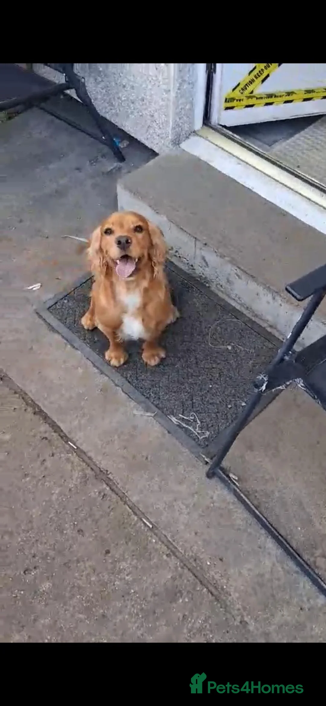 Cocker Spaniel dogs for stud: Cocker spaniel  - Advert 5